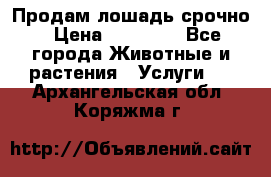 Продам лошадь срочно › Цена ­ 30 000 - Все города Животные и растения » Услуги   . Архангельская обл.,Коряжма г.